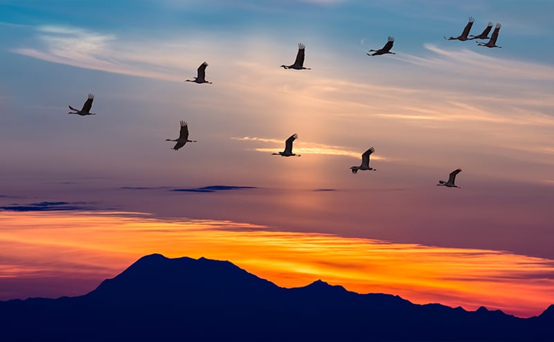 Soar into Spring: Join Us in Protecting Migratory Birds