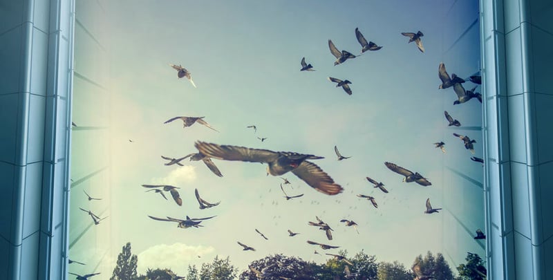 Prevent Bird Strikes with SOLYX® Bird Safety Films