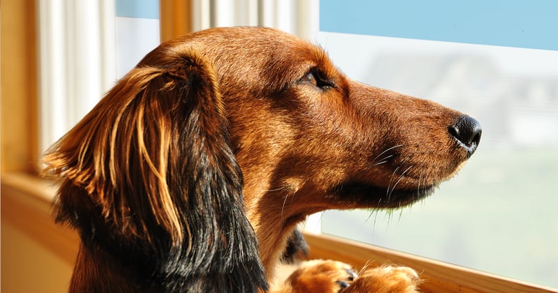 Decorative Films DIY Inspiration – Quiet Reactive Dogs with Decorative Privacy Films
