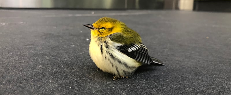 Decorative Films Partners with the American Bird Conservancy